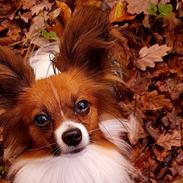 Papillon Hugo
