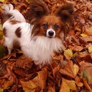 Papillon Hugo