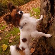 Papillon Hugo