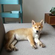 Shiba Jake