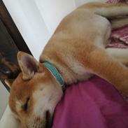 Shiba Jake