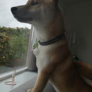 Shiba Jake