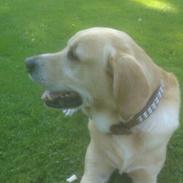 Labrador retriever King r.i.p en smuk stjerne på himlen