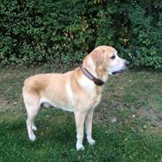 Labrador retriever King r.i.p en smuk stjerne på himlen