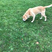 Labrador retriever King r.i.p en smuk stjerne på himlen