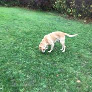 Labrador retriever King r.i.p en smuk stjerne på himlen