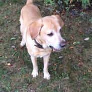 Labrador retriever King r.i.p en smuk stjerne på himlen