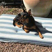 Russisk toy terrier Ida