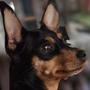 Russisk toy terrier Ida