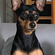Russisk toy terrier Ida