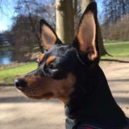 Russisk toy terrier Ida