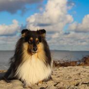 Collie langhåret Sapphiresky Let Fate Decide "Saga"