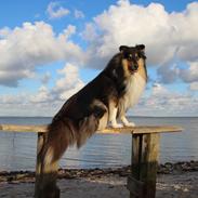Collie langhåret Sapphiresky Let Fate Decide "Saga"