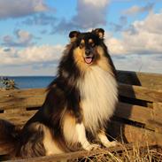 Collie langhåret Sapphiresky Let Fate Decide "Saga"