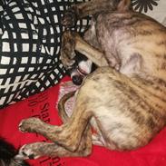 Whippet kennel All stars Tinni *Mynte*