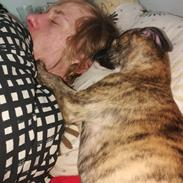 Whippet kennel All stars Tinni *Mynte*