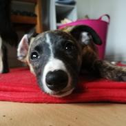 Whippet kennel All stars Tinni *Mynte*