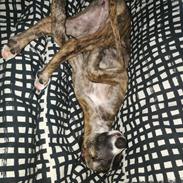 Whippet kennel All stars Tinni *Mynte*