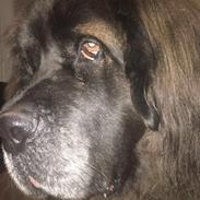 Blanding af racer Bent 