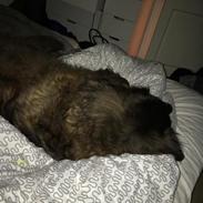 Blanding af racer Bent 