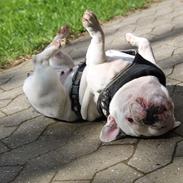 Fransk bulldog Angelique la petit souris -pølse