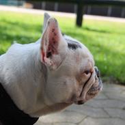 Fransk bulldog Angelique la petit souris -pølse