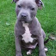 Staffordshire bull terrier Kaiser   (Prince of Wales)