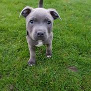 Staffordshire bull terrier Kaiser   (Prince of Wales)