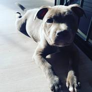 Staffordshire bull terrier Kaiser   (Prince of Wales)