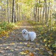 Coton de tulear King