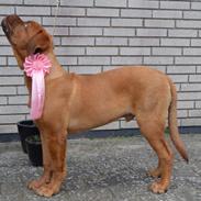 Dogue de bordeaux Homer