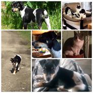 Dansk svensk gaardhund Alfa (modt. t. parring)
