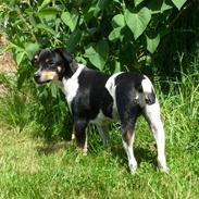 Dansk svensk gaardhund Alfa (modt. t. parring)