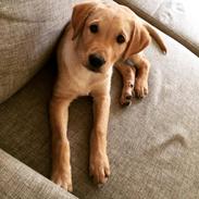 Blanding af racer Marley