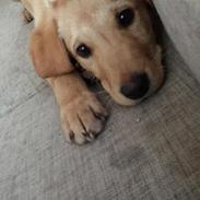 Blanding af racer Marley