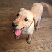 Blanding af racer Marley