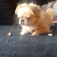 Blanding af racer Gucci