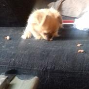 Blanding af racer Gucci