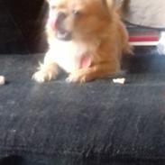 Blanding af racer Gucci