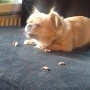 Blanding af racer Gucci