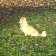 Blanding af racer Gucci