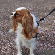 Cavalier king charles spaniel Fiona