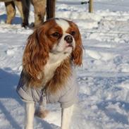 Cavalier king charles spaniel Fiona