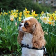 Cavalier king charles spaniel Fiona