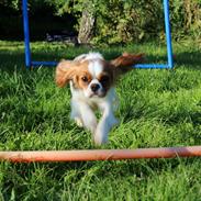 Cavalier king charles spaniel Fiona