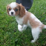 Cavalier king charles spaniel Fiona