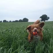 Nova scotia duck tolling retriever Redborn first Contact (Dixie) [Himmelhund]