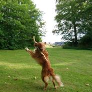 Nova scotia duck tolling retriever Redborn first Contact (Dixie) [Himmelhund]