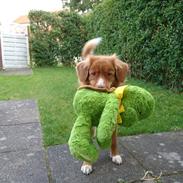 Nova scotia duck tolling retriever Redborn first Contact (Dixie) [Himmelhund]