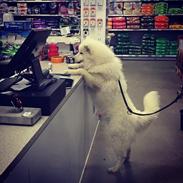 Samojedhund Arctic